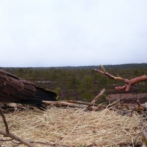 Sääksi pesällä
