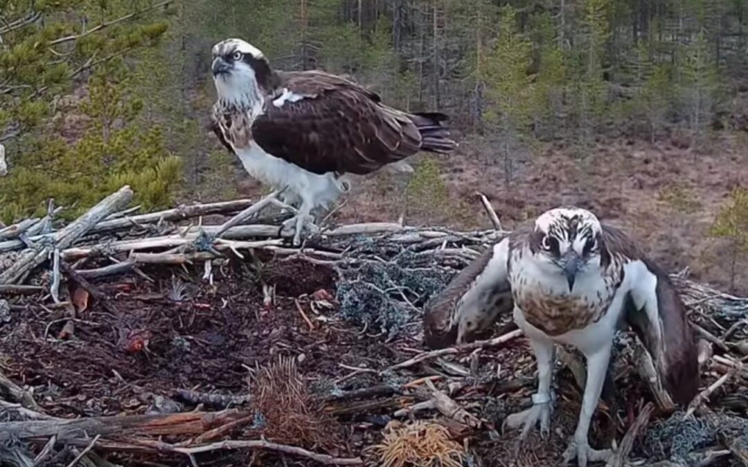 Kevätmuuton jälkeiset tapahtumat sisältävät reviirikiistoja ja pariutumista