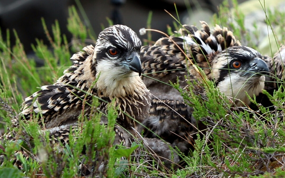 Poikaset rengastuksen jälkeen