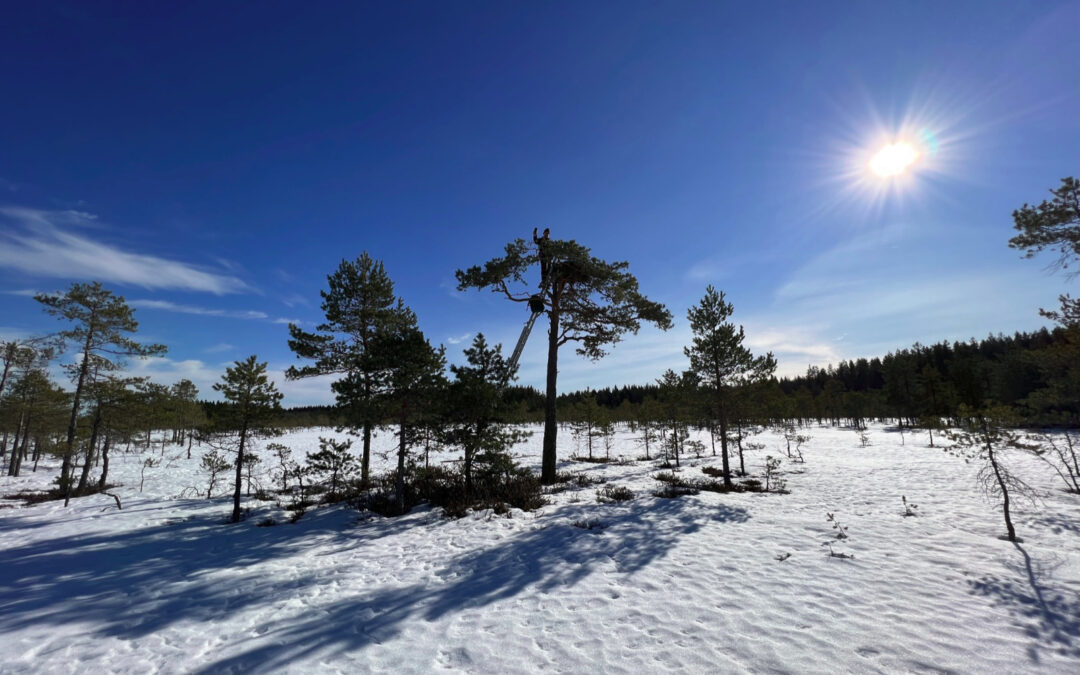 Sääksiliven rakennusta keväällä 2022