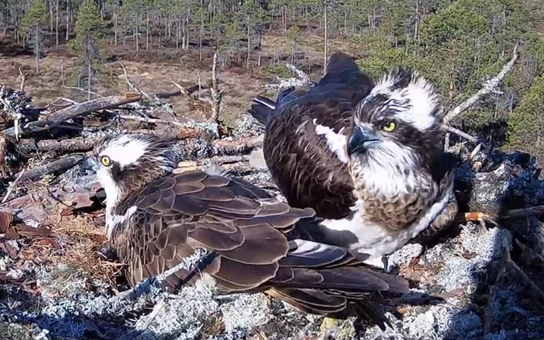 Kauden pesinnät haudontavaiheessa